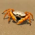 Sand Fiddler Crab