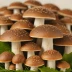 Shiitake