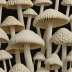 Shaggy Mane