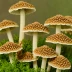 Shaggy Parasol