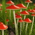 Scarlet Waxcap