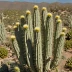 Stenocereus pruinosus (Gray Ghost Organ Pipe)