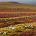 Scottish Highland Montane Tundra
