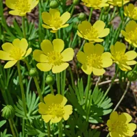 Small-flowered Buttercup