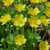 Small-flowered Buttercup