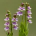 Small Purple Fringed Orchid