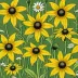 Sweet Black-eyed Susan