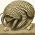Synphoriodes