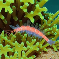Shortbody Coral Shrimp