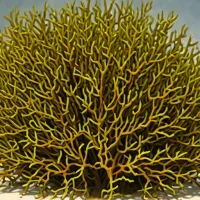 Stypocaulon scoparium