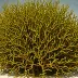 Stypocaulon scoparium