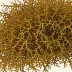 Sargassum wightii