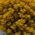 Sargassum polycystum