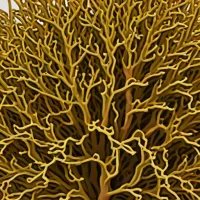 Scaberia agardhii