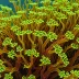 Scinaia forcellata