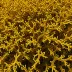 Sargassum cristaefolium