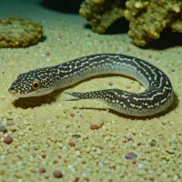 Speckled worm eel