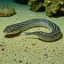 Speckled worm eel