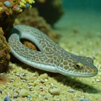 Shortnose snake eel