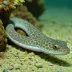 Shortnose snake eel
