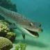 Sawtooth eel