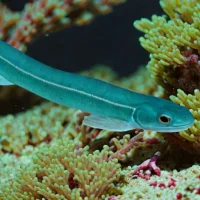 Swissguard basslet eel