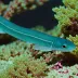 Swissguard basslet eel