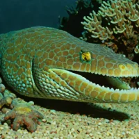 Scaly moray
