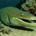 Scaly moray