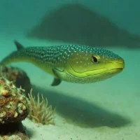 Steindachner's moray