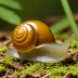 Smooth Glass Snail (Aegopinella nitidula)