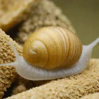 Silky Snail (Causa holosericea)