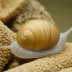 Silky Snail (Causa holosericea)
