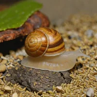 Striate Mountain Snail (Oreohelix strigosa)
