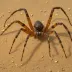 Six-eyed Sand Spider (Sicarius hahni)