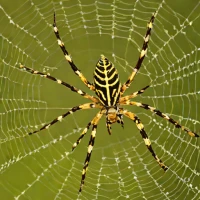 Saint Andrew's Cross Spider (Argiope keyserlingi)