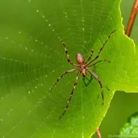 Sheet Web Spider (Linyphia triangularis)