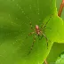 Sheet Web Spider (Linyphia triangularis)