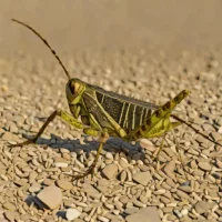 steppe grasshopper (Chorthippus dorsatus)