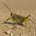 steppe grasshopper (Chorthippus dorsatus)
