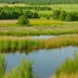 Springvale Wet Prairie State Natural Area