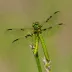 Sultan goldenring (Cordulegaster insignis)