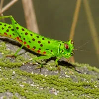 Spotted mermiria (Mermiria maculipennis)