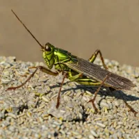 Siberian clubtail grasshopper (Gomphocerus sibiricus)