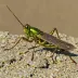 Siberian clubtail grasshopper (Gomphocerus sibiricus)