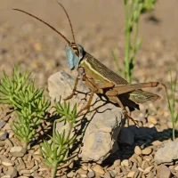 Slender blue-winged grasshopper (Sphingonotus caerulans)