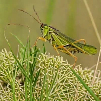 Sedge grasshopper (Stethophyma grossum)