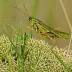 Sedge grasshopper (Stethophyma grossum)