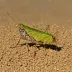 Small plague grasshopper (Austroicetes cruciata)