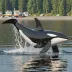 Springer / A73 (rescued orca)